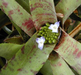 Bromiliad Flower