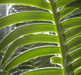 Cycad Frond