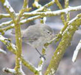 bird