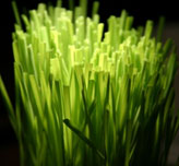 Grass Closeup