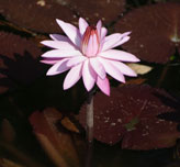 Lily Pad