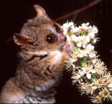 Lesser Mouse Lemur