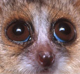 Lesser Mouse Lemur