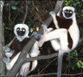 Coquerels Sifka