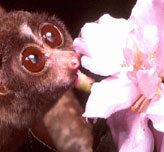 Slender Loris