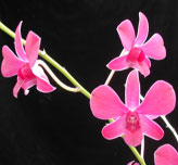 Superbien Flower