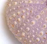 sea urchin