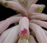 V. viridifolia