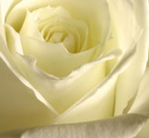 White Rose