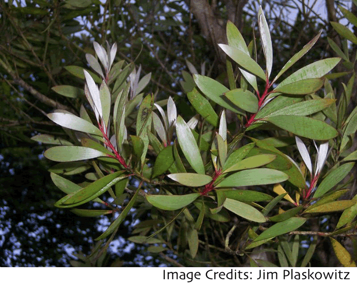 Maleleuca leaves